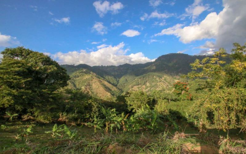 牙买加蓝山咖啡手冲指南：正宗蓝山豆的辨识方法与风味口感全面解析