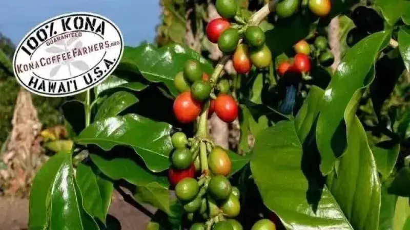 夏威夷科纳咖啡为何价格高昂？一文读懂其独特风土与发展历程