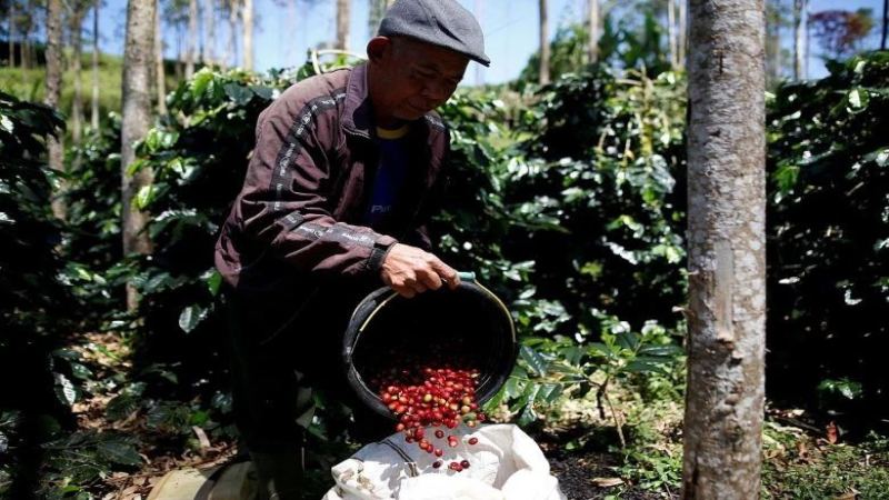 印尼五大咖啡品牌盘点：黄金曼特宁与湿刨处理法的独特魅力解析