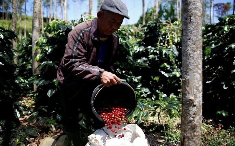 印尼五大咖啡品牌盘点：黄金曼特宁与湿刨处理法的独特魅力解析
