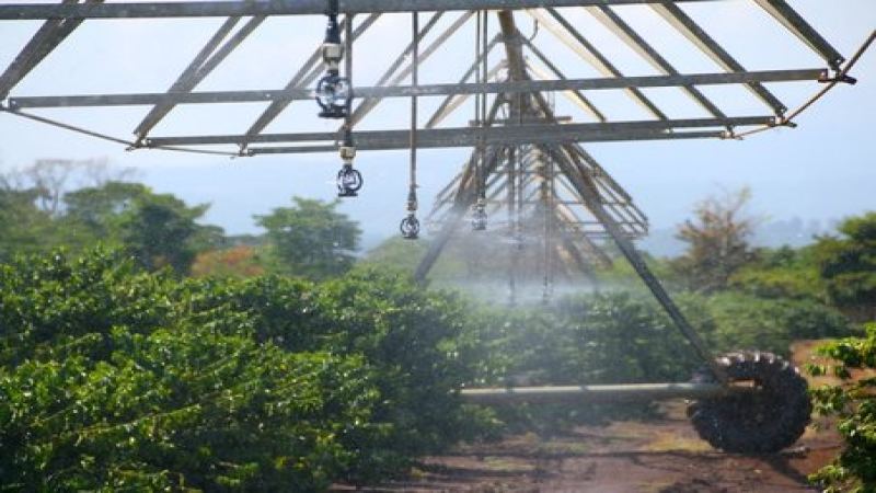 East African Tanzanian AA Kilimanjaro Coffee: From Regional History to Washed Processing and Pour-Over Parameter Analysis