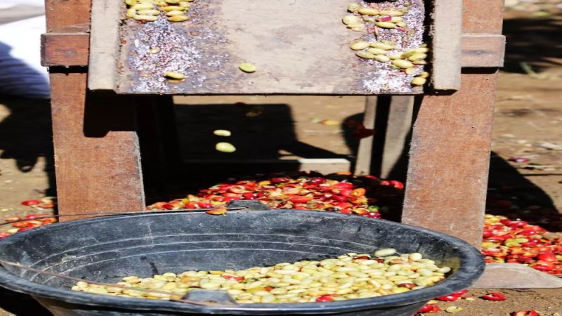 印尼曼特宁湿刨处理法全解析：从工艺由来、马蹄豆成因到前街三款经典豆推荐