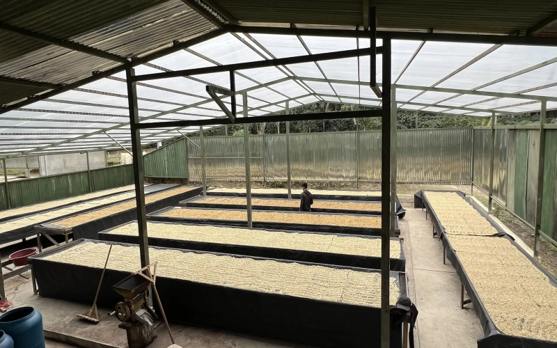 秘鲁咖啡风味与手冲全解析：从卡哈马卡产区到水洗瑰夏的萃取细节