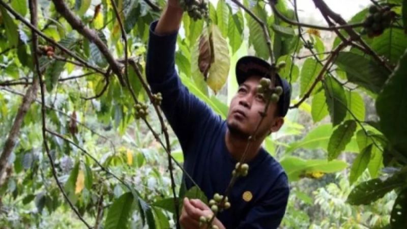 厄尔尼诺冲击罗布斯塔主产区 咖啡价格攀升而阿拉比卡出口走强