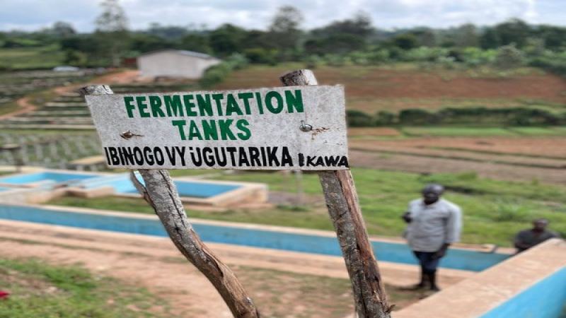 Rwanda's Coffee Industry: From Historical Trauma to the Rise of Specialty Washed Beans in a Landlocked African Nation