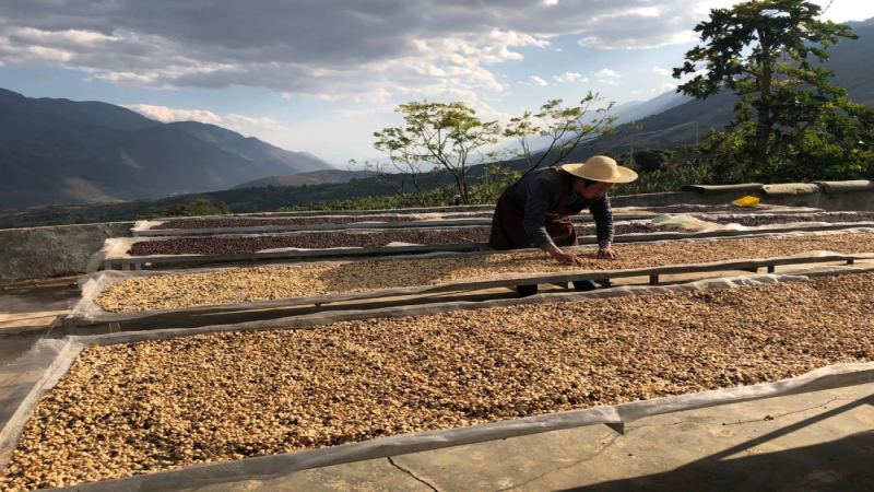 Flavor Analysis and Pour-Over Parameters of Yunnan Baoshan Small-Bean Coffee: Regional Characteristics and Brewing Key Points of the Catimor Variety