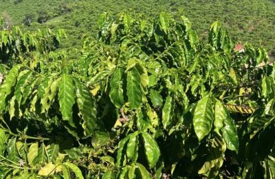 How Arabica Coffee Varieties Spread Between Producing Countries