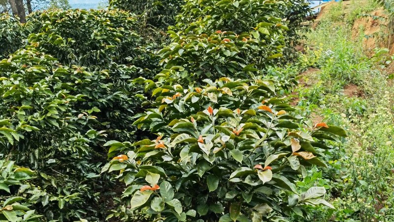 How to Choose Floral Coffee Beans: From Light to Dark Roast, Looking at Flavor