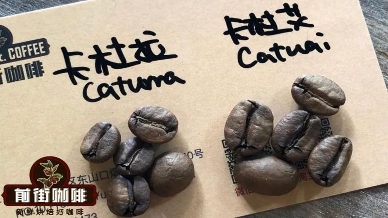 酒香咖啡豆是否含酒精？洪都拉斯荔枝兰：白兰地酒桶发酵水洗豆风味解析