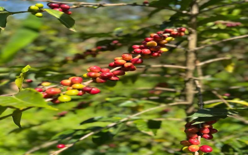 Pros and Cons of Decaf Coffee | What Is Decaffeinated Coffee? How Is Caffeine Removed? Is Decaf Coffee Specialty Coffee?