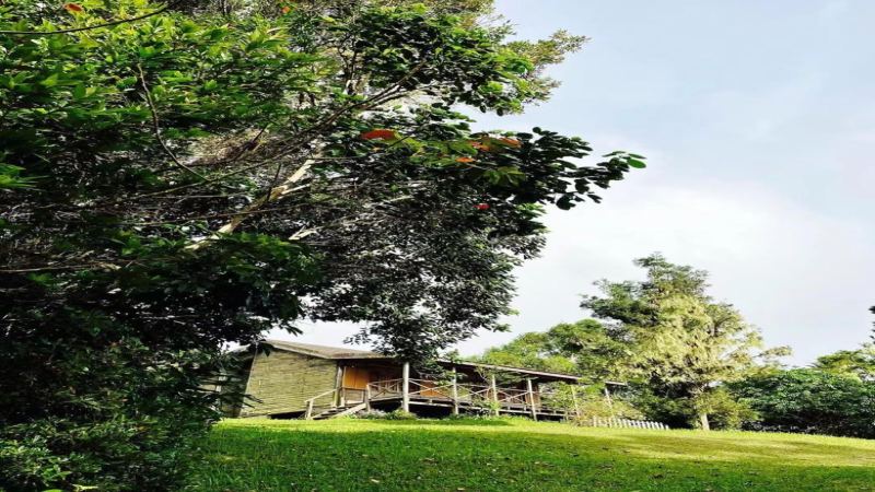 Choosing Blue Mountain-Style Coffee: Certification Information and Affordable Alternatives