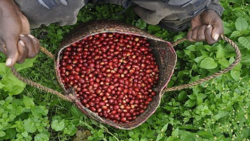 For beginners buying pour-over beans, choose according to roast level.