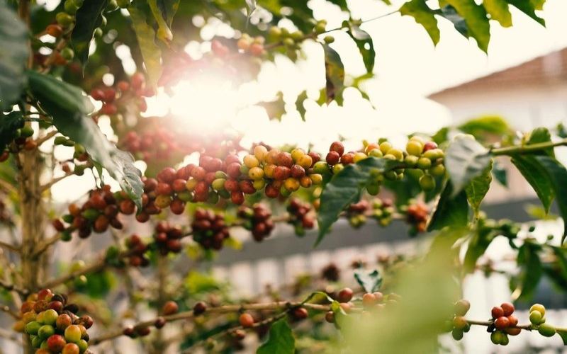 Noticeably sweet and rich in fruity aromas—choose pour-over beans by roast level