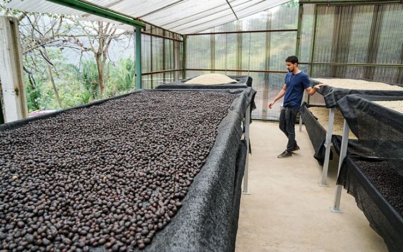 玻利维亚瓦里奇庄园爪哇咖啡豆：罗德里格斯家族的种植故事与烘焙风味解析