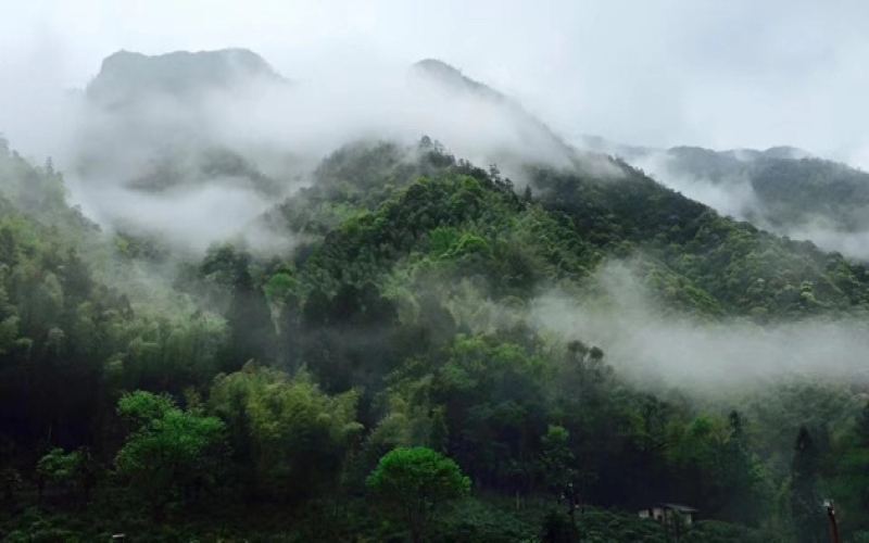 正山小种与外山小种如何区分？烟小种、星村小种、桐木小种是同一种红茶吗