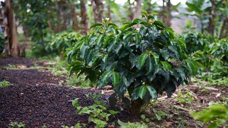 Light roast floral beans: roast level determines floral and fruity expression