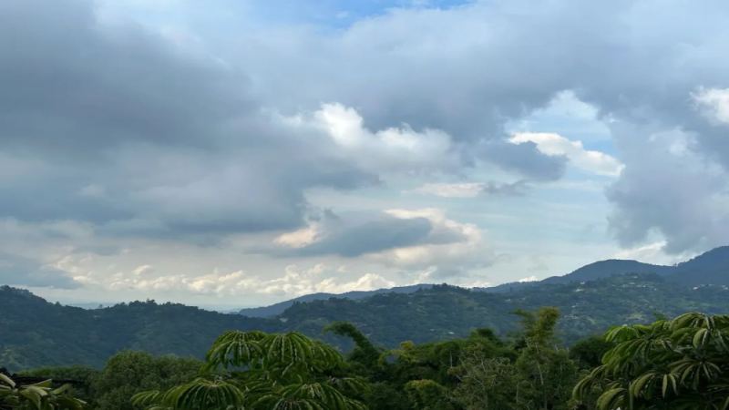 牙买加蓝山咖啡深度解析：从克里夫顿庄园种植到前街一号风味