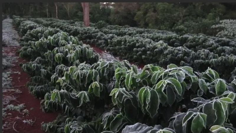 Cold Snap Hits Coffee Producing Regions in Brazil