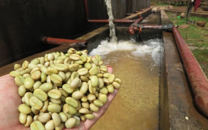 水洗处理法发酵机理与优缺点解析：从果实结构到杯中风味