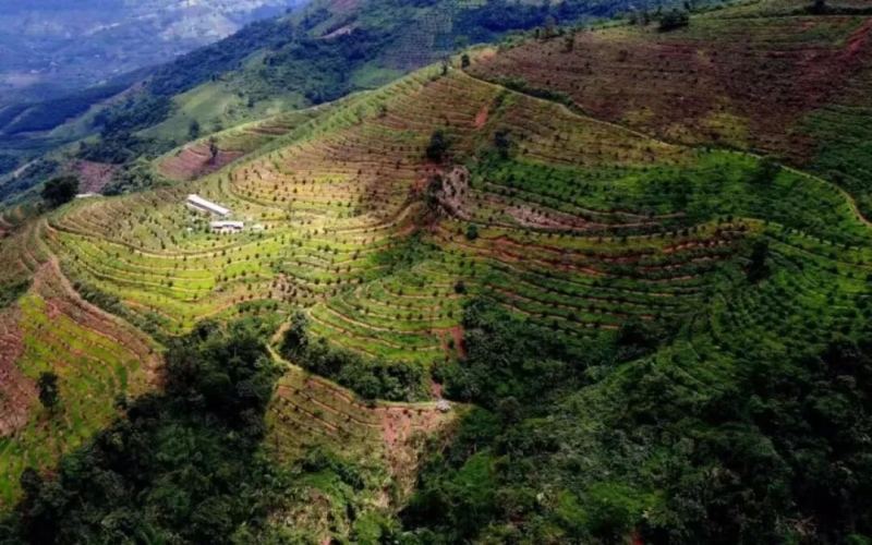 Yunnan Arabica Coffee Recommendations | What Varieties of Yunnan Arabica Coffee Beans Are There? Yunnan Coffee Bean Characteristics and Flavor Review