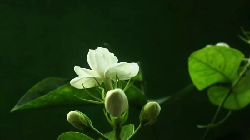 茉莉花与咖啡的三种创意搭配：奶咖、冷萃与手冲做法详解