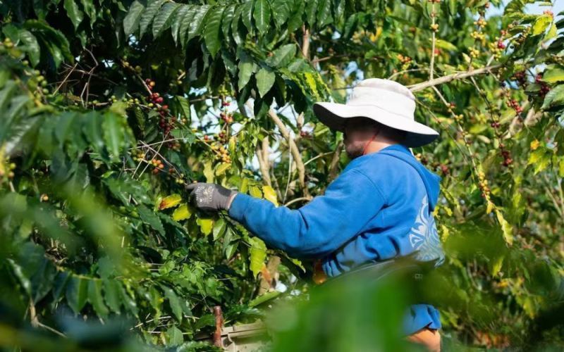 夏威夷科纳咖啡豆全解析：皇后庄园风味、分级制度与手冲参数指南