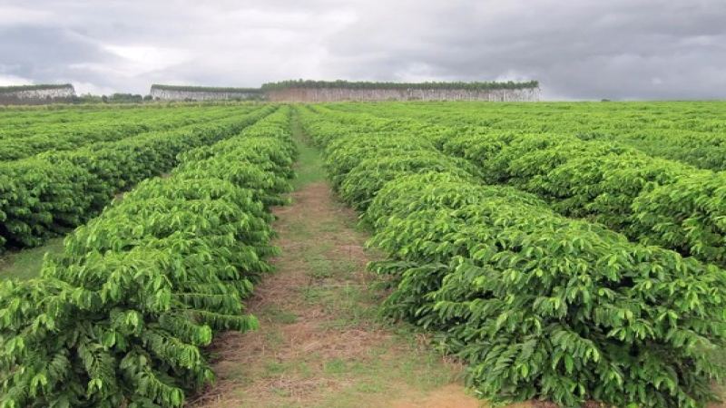 Yellow Bourbon Coffee: Brazil's Distinctive Variety