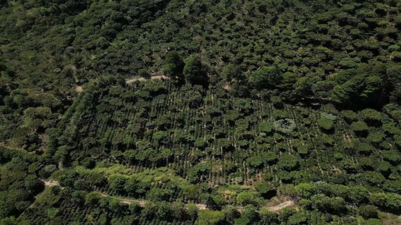 萨尔瓦多咖啡风味全解析：圣安娜产区波旁豆的手冲口感与处理法特色