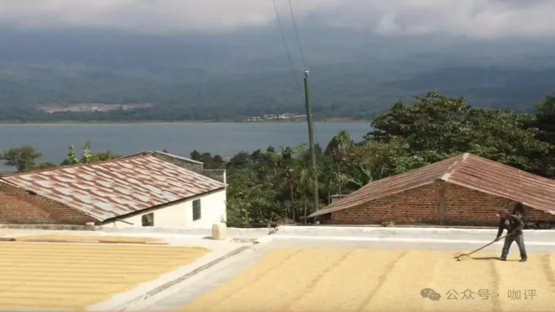 危地马拉新东方产区瑰夏咖啡豆全面解析：产地风土、品种特性与冲煮建议