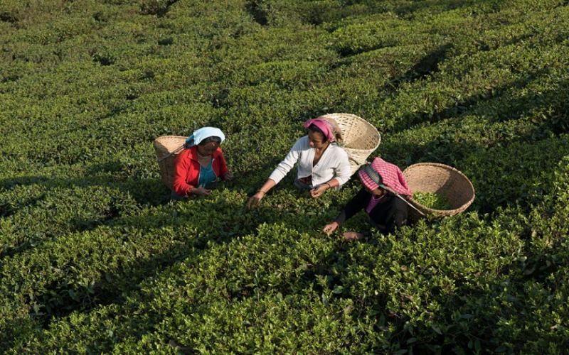 大吉岭秋摘红茶的风味密码：采摘时机、品质等级与价格高低解析
