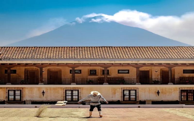 危地马拉咖啡产地故事与风味解析：薇薇特南果玫瑰庄园瑰夏及手冲技法