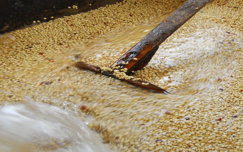 SOE Coffee Bean Recommendations: Balancing Budget and Drinking Frequency