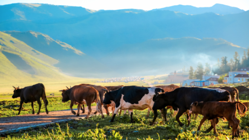 沪上阿姨《我的阿勒泰》联名周边风波：门店缺货、送错卡片与取货争议全记录