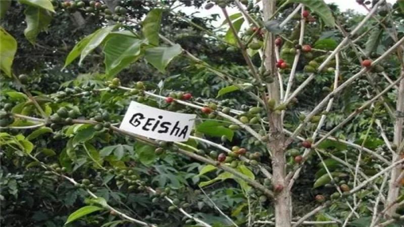 巴拿马瑰夏咖啡豆品种溯源与市场价格解析：从翡翠庄园分级到前街冲煮建议