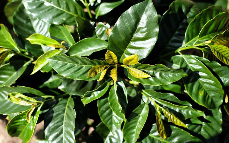 The Arabica Coffee Variety System | What types of Arabica coffee beans are there? Is the difference between Arabica and Robusta coffee significant?