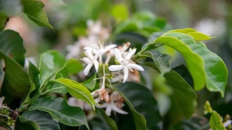尤金尼奥德斯：阿拉比卡咖啡的母种起源与稀有风味全解析