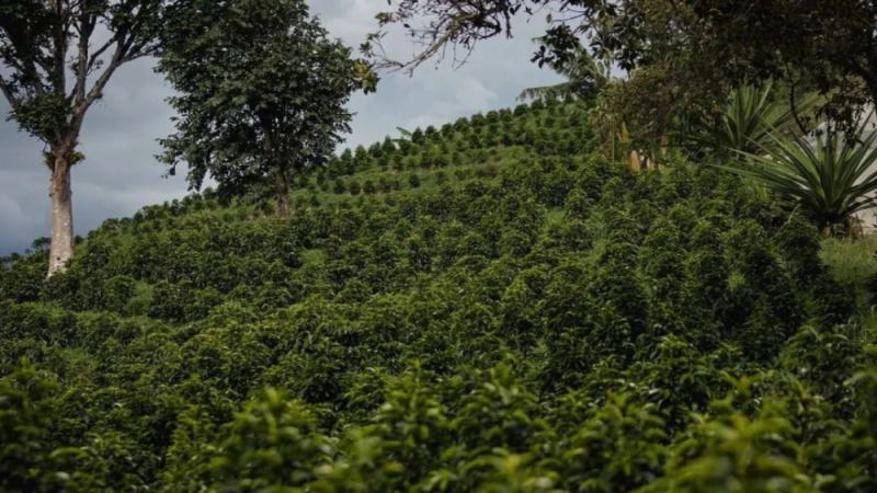 哥伦比亚惠兰火山产区咖啡指南：庄园种植特色、卡杜拉品种风味与水洗处理法解读
