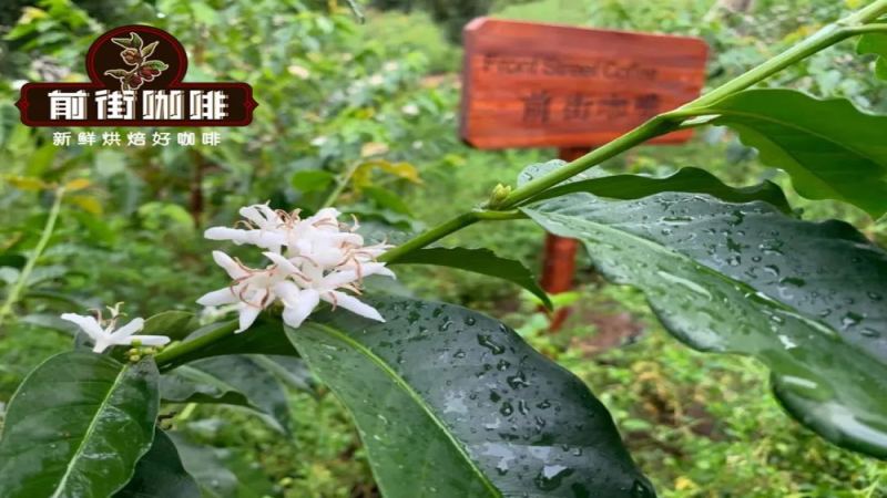 云南小粒咖啡品种解析：卡蒂姆种植渊源、产区风味与前街推荐