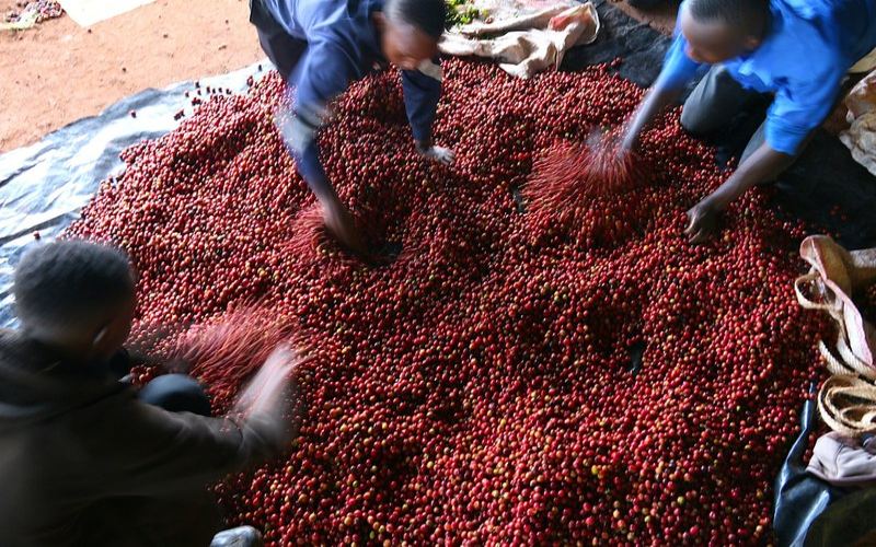 Espresso beans: dark roast vs. medium-dark roast—the difference is hidden in the cup