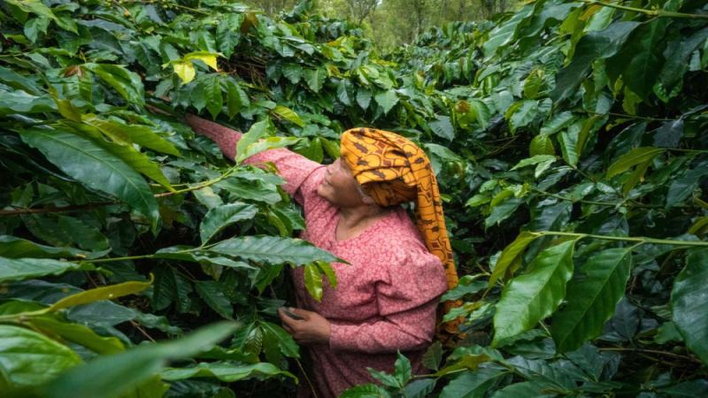 云南卡蒂姆咖啡豆的风味特征、品种渊源与三种器具冲煮指南