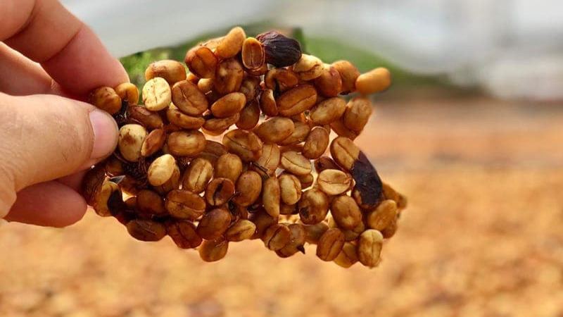 High-value Italian-style blend beans recommendation: balancing budget and drinking frequency