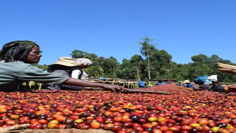Hambela Region: The Source of Sweetness in Ethiopian High-Altitude Washed Coffees