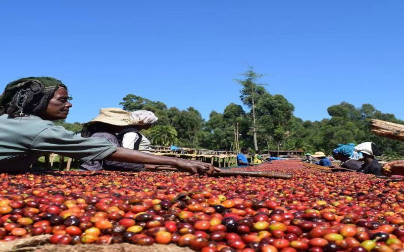 Hambela Region: The Source of Sweetness in Ethiopian High-Altitude Washed Coffees