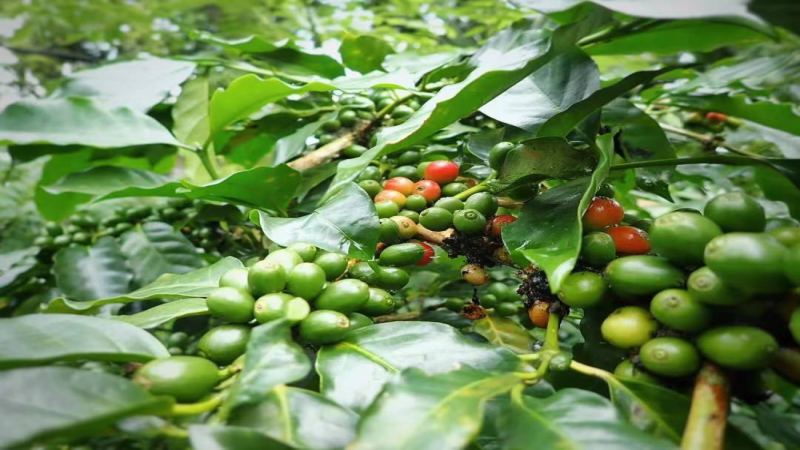 A Complete Analysis of Yunnan Small-Bean Coffee Varieties and Flavors: The Journey to Specialty Coffee from Typica to Catimor