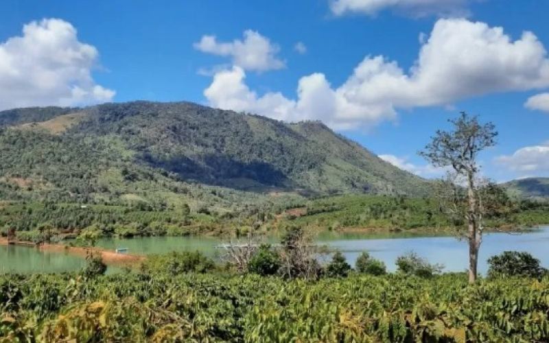 Introduction to coffee varieties in the coffee-producing areas of Vietnam.
