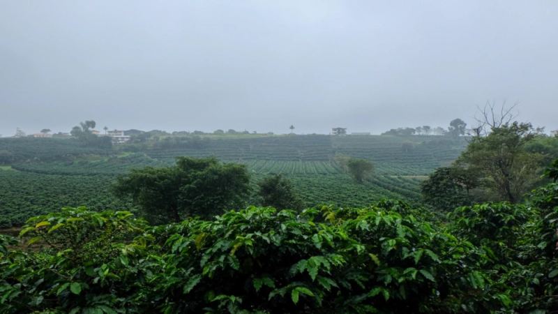 哥斯达黎加咖啡产区全解析：塔拉珠风土、蜜处理工艺与前街精选豆冲煮指南