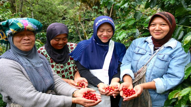 How to Choose Mandheling Coffee Beans? A Full Analysis of the Flavor Grades of Indonesian G1 and PWN Golden Mandheling