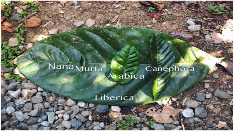 Robusta Reexamined by the Specialty Coffee World: The Flavor Truth from Instant Coffee Ingredient to Blending Darling