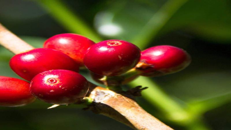 Complete Guide to Geisha Coffee Beans: From Origin and Spread to Taste Grades and Flavor Differences with Huakui