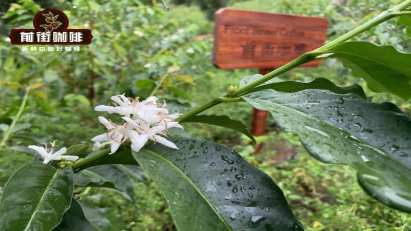 云南小粒咖啡哪里的产区最值得喝？从保山、德宏到临沧、普洱的口味特点解析